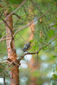 Blue Tit Chick (Cyanistes caeruleus) Pine Branch, Finland Blue Tit Chick (Cyanistes caeruleus) Pine Branch, Finland