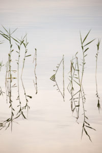 Reed reflection in the lake surface, minimalist lake landscape Reed reflection in the lake surface, minimalist lake landscape