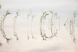 Reed reflection in the lake surface, minimalist lake landscape, Finland Reed reflection in the lake surface, minimalist lake landscape, Finland