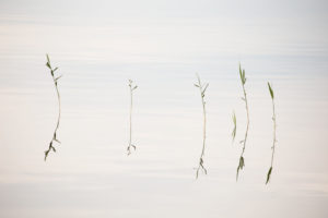 Reed reflection in the lake surface, minimalist lake landscape Reed reflection in the lake surface, minimalist lake landscape