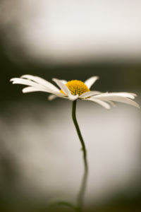 Daisy Flower Close-up Natural Bokeh Background, Finland Daisy Flower Close-up Natural Bokeh Background, Finland