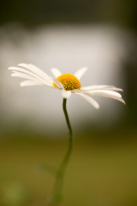 Daisy Flower Close-up Nature Blurred Beautiful Background, Finland Daisy Flower Close-up Nature Blurred Beautiful Background, Finland