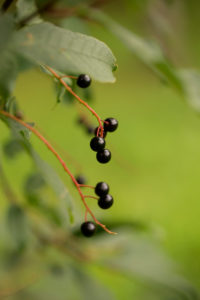 Bird cherry, Prunus padus, hackberry, hagberry, Mayday tree, black berries close-up, natural green background Bird cherry, Prunus padus, hackberry, hagberry, Mayday tree, black berries close-up, natural green background