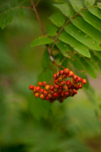 Rowan berries, Sorbus aucuparia, close-up, natural background Rowan berries, Sorbus aucuparia, close-up, natural background