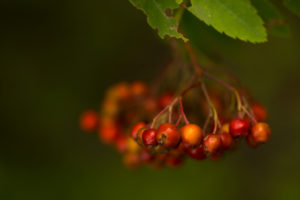 Rowan berries, Sorbus aucuparia, close-up, dark natural background Rowan berries, Sorbus aucuparia, close-up, dark natural background