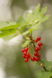 Redcurrant berries (Ribes rubrum) on the bush, natural bokeh background Redcurrant berries (Ribes rubrum) on the bush, natural bokeh background