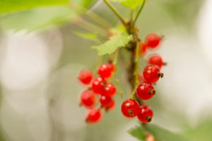 Redcurrant berries (Ribes rubrum) on the bush, natural bokeh background Redcurrant berries (Ribes rubrum) on the bush, natural bokeh background