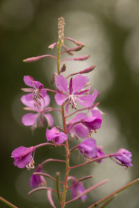 Rosebay Willowherb, Chamaenerion angustifolium close-up, dark bokeh background Rosebay Willowherb, Chamaenerion angustifolium close-up, dark bokeh background