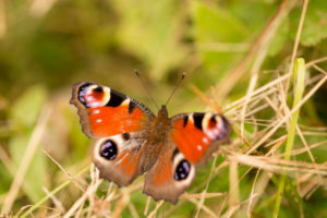 Aglais io, peacock butterfly close-up, natural background Aglais io, peacock butterfly close-up, natural background