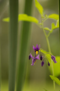 Purple wild flower natural environment background Purple wild flower natural environment background