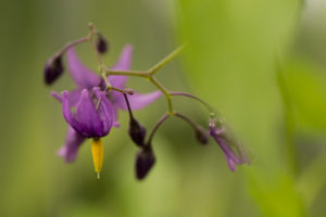 Purple wild flower plant against natural green background Purple wild flower plant against natural green background