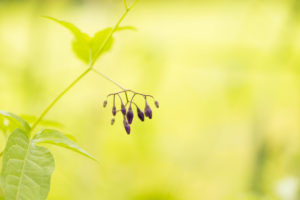 Purple plant buds against natural green background Purple plant buds against natural green background