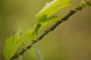 Lpomoea plant grow up on over other plant Lpomoea plant grow up on over other plant