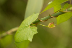 Lpomoea plant grow up on over other plant Lpomoea plant grow up on over other plant