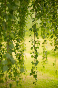 Betula Pendula Tristis, delicate hanging branches, Finland Betula Pendula Tristis, delicate hanging branches, Finland