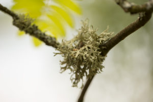 Lichen grows on a rowan branch, close-up Lichen grows on a rowan branch, close-up