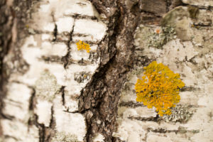 Birch bark with yellow lichen in close-up Birch bark with yellow lichen in close-up