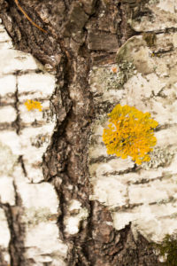 Close-up of Birch bark with yellow lichen Close-up of Birch bark with yellow lichen
