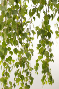Betula pendula Tristis, delicate hanging branches with green leaves Betula pendula Tristis, delicate hanging branches with green leaves