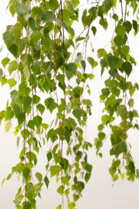 Betula pendula Tristis branches with green leaves against light background Betula pendula Tristis branches with green leaves against light background