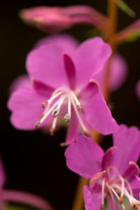 Rosebay Willowherb, (Chamaenerion angustifolium) flowers, dark natural background Rosebay Willowherb, (Chamaenerion angustifolium) flowers, dark natural background