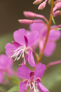 Close-up of Rosebay Willowherb, (Chamaenerion angustifolium) flowers, natural background Close-up of Rosebay Willowherb, (Chamaenerion angustifolium) flowers, natural background