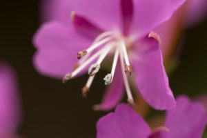 Rosebay Willowherb, (Chamaenerion angustifolium) flower details, dark natural background Rosebay Willowherb, (Chamaenerion angustifolium) flower details, dark natural background