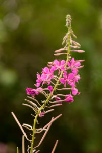 Chamaenerion angustifolium, Rosebay Willowherb, fireweed dark natural bokeh background Chamaenerion angustifolium, Rosebay Willowherb, fireweed dark natural bokeh background