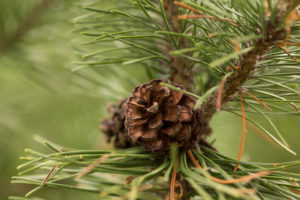 Pine branch with pine cone in close-up Pine branch with pine cone in close-up