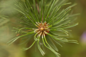 Close-up of top of pine branch Close-up of top of pine branch