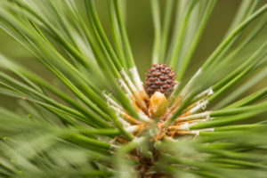 Close-up of pine branch with new small pine cone Close-up of pine branch with new small pine cone