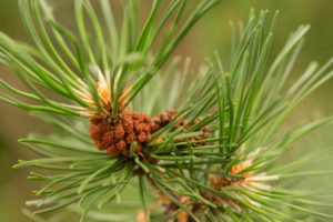 Close-up of Pine branch top, green needles Close-up of Pine branch top, green needles