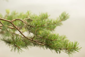 Pine branch close-up Pine branch close-up