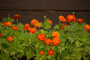 Marigold flowers against dark log wall Marigold flowers against dark log wall