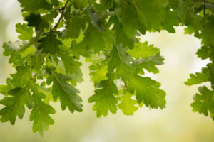 Green leaves of an oak branch, natural bokeh background Green leaves of an oak branch, natural bokeh background