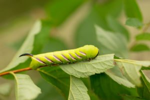 Privet Hawk Moth, Sphinx ligustri, larva Privet Hawk Moth, Sphinx ligustri, larva