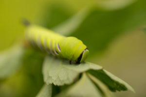 Privet Hawk Moth, Sphinx ligustri, larva Privet Hawk Moth, Sphinx ligustri, larva
