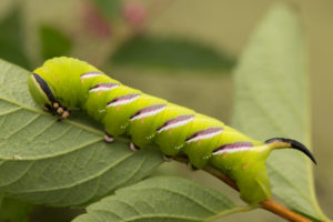 Privet Hawk Moth, Sphinx ligustri, larva, close-up Privet Hawk Moth, Sphinx ligustri, larva, close-up