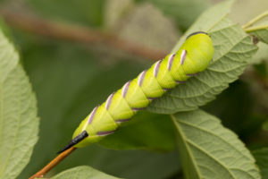 Privet Hawk Moth, Sphinx ligustri, larva Privet Hawk Moth, Sphinx ligustri, larva