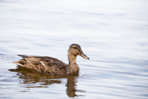 Mallard, Anas platyrhynchos, Lake, Finland Mallard, Anas platyrhynchos, Lake, Finland