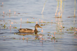 Mallard, Anas platyrhynchos, Lake, Finland Mallard, Anas platyrhynchos, Lake, Finland