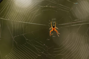 Spider in its web, nature bokeh background Spider in its web, nature bokeh background