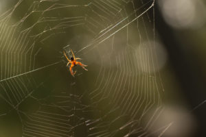 Spider in its web, nature bokeh background Spider in its web, nature bokeh background