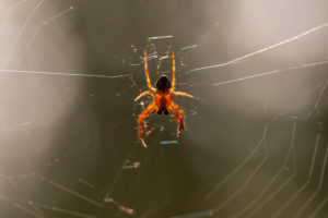Spider in its web, nature bokeh background Spider in its web, nature bokeh background