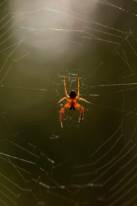 Spider in its web, nature bokeh background Spider in its web, nature bokeh background