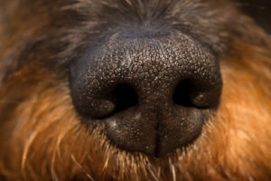 Dog nose close-up, wire-haired dachshund Dog nose close-up, wire-haired dachshund
