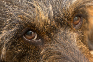 Dog's eyes close-up, gaze, wire-haired dachshund Dog's eyes close-up, gaze, wire-haired dachshund