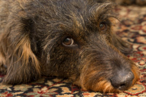 Dog, wire-haired dachshund, close-up Dog, wire-haired dachshund, close-up
