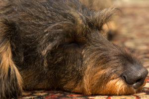 Close-up of sleeping dog, wire-haired dachshund Close-up of sleeping dog, wire-haired dachshund