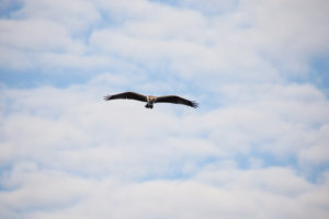 Osprey (Pandion haliaetus) flying in the air, Finland Osprey (Pandion haliaetus) flying in the air, Finland